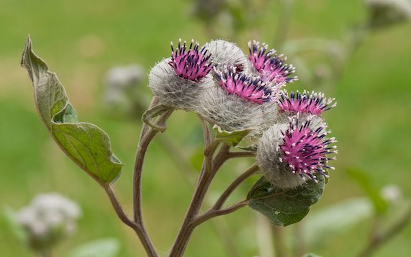 erboristeria online alch Bardana BARDANA: PERCHÈ È UTILE PER LA SALUTE DELLA PELLE?